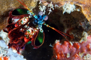 Maldives 2021 - Squille multicolore - Peacock mantis shrimp - Odontodactylus scyllarus - DSC00636_rc